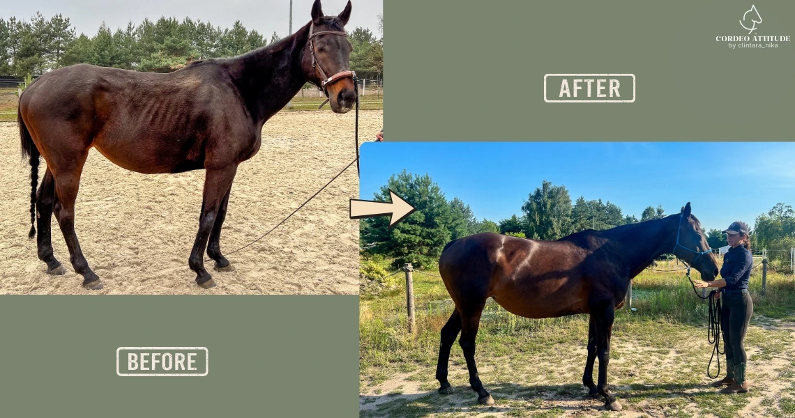 Clintaranika-Rehabilitacja koni-przed-i-po00001
