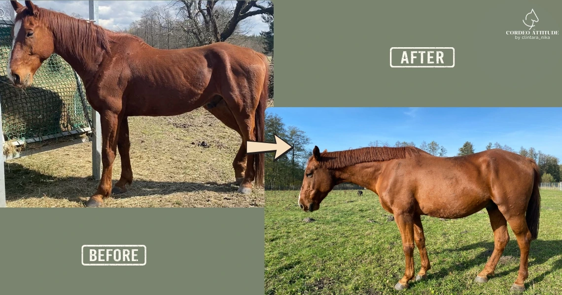 Clintaranika-Rehabilitacja koni-przed-i-po00002