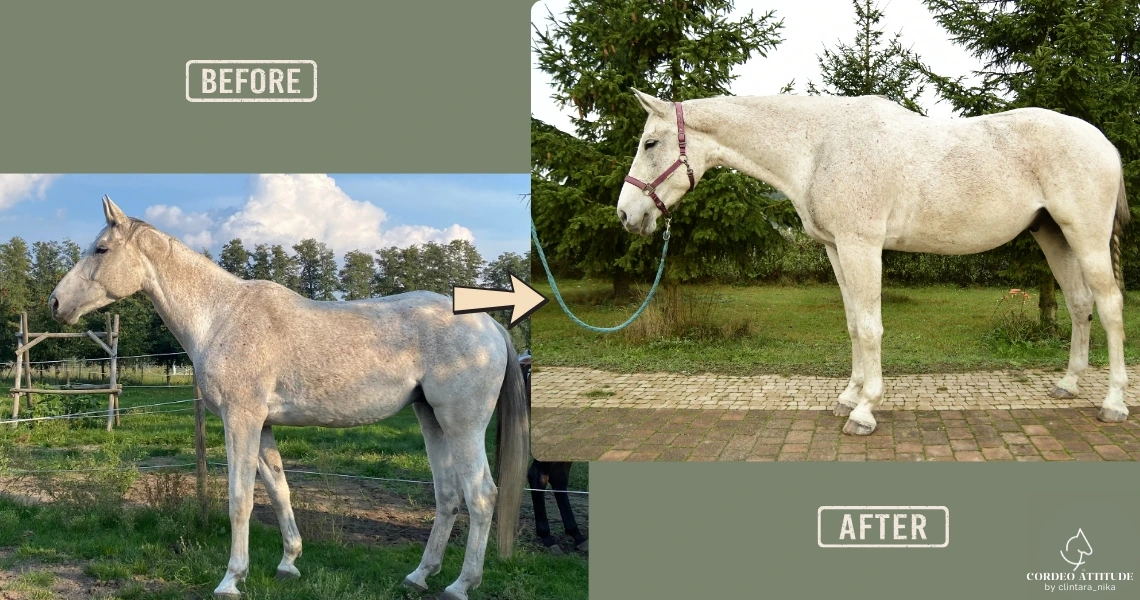 Clintaranika-Rehabilitacja koni-przed-i-po00003