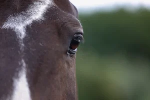 Proces rehabilitacji koni