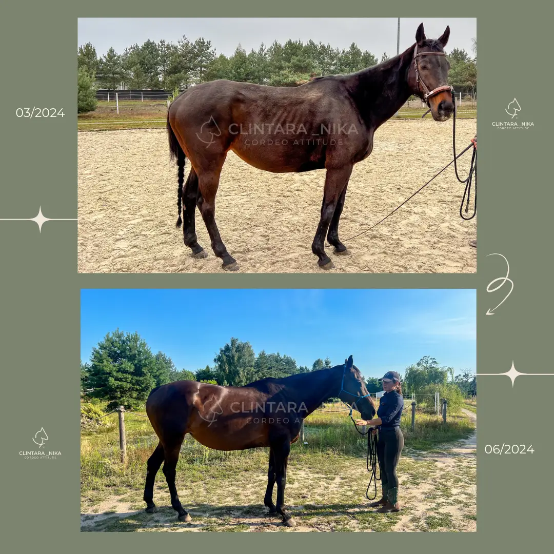 Rehabilitacja koni Dodis Rehabilitacja koni